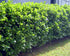 Laur englezesc - Prunus laurocerasus 'Etna' ® - DocaPerene