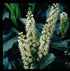 Laur englezesc - Prunus laurocerasus 'Etna' ® - DocaPerene
