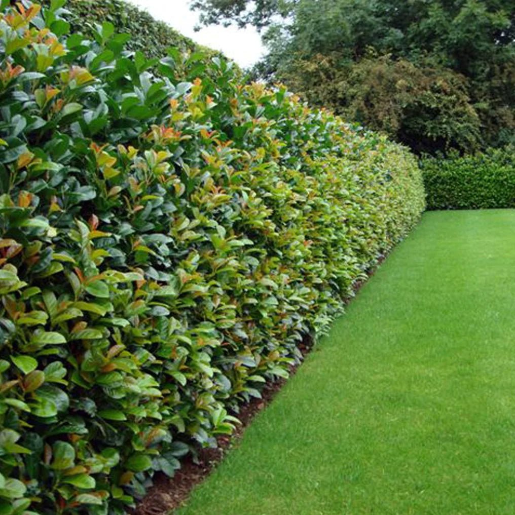 Laur englezesc - Prunus laurocerasus 'Etna' ® - DocaPerene
