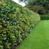 Laur englezesc - Prunus laurocerasus 'Etna' ® - DocaPerene