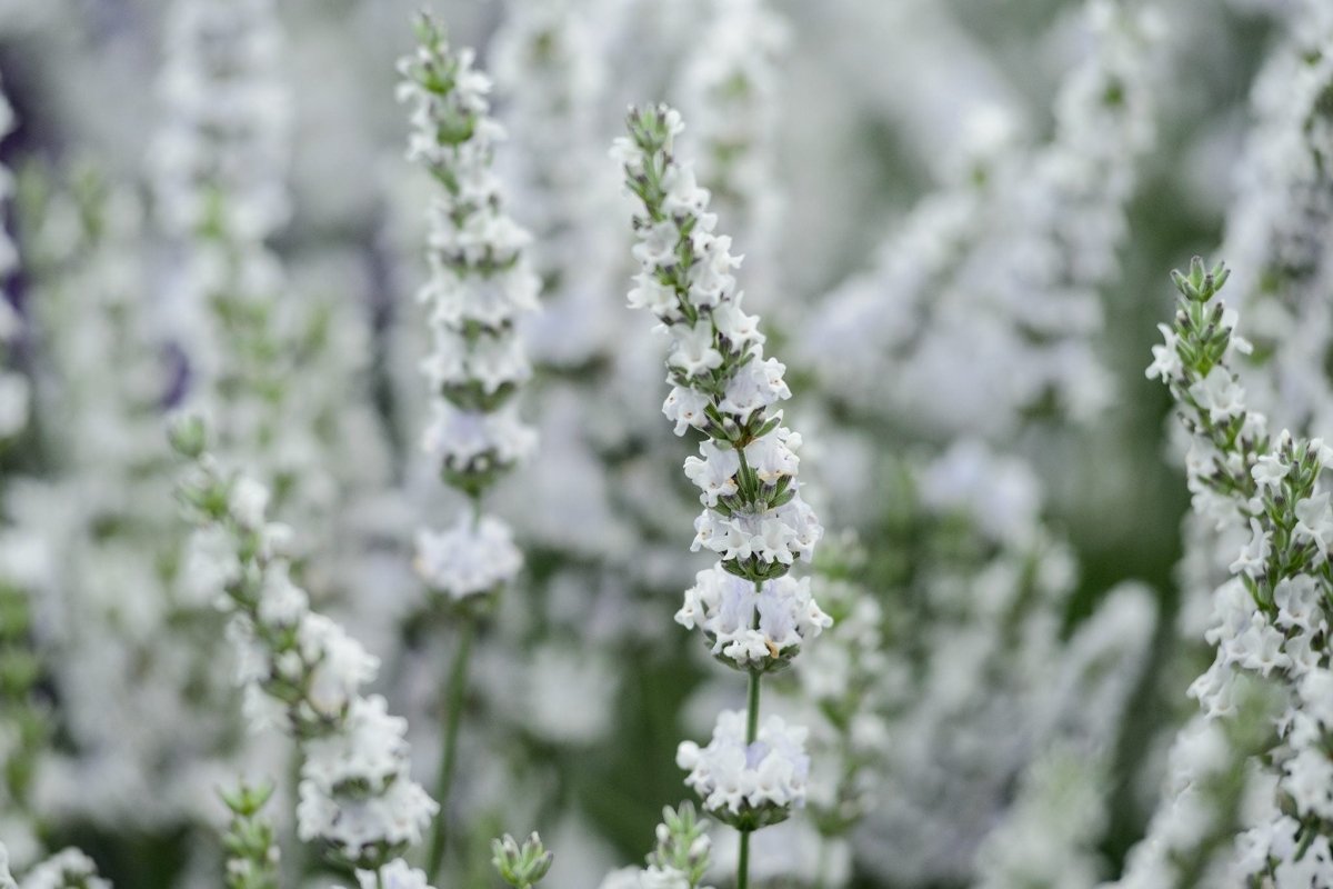 Lavanda albă - Lavandula angustifolia 'Edelweiss' - DocaPerene