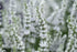 Lavanda albă - Lavandula angustifolia 'Edelweiss' - DocaPerene