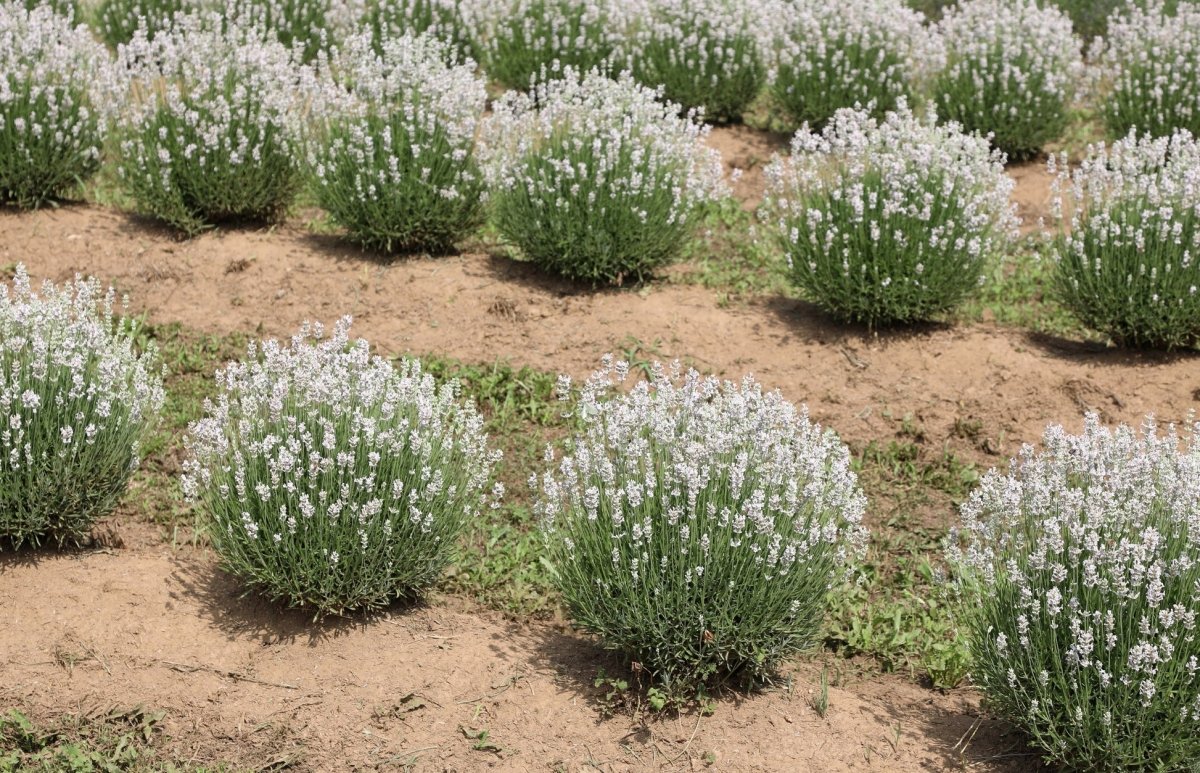 Lavanda albă - Lavandula angustifolia 'Edelweiss' - DocaPerene