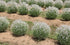 Lavanda albă - Lavandula angustifolia 'Edelweiss' - DocaPerene