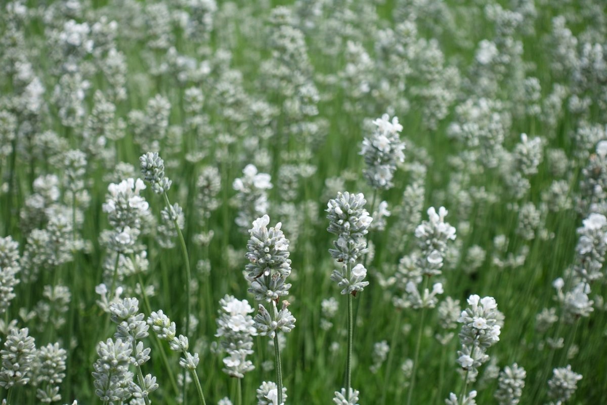 Lavanda albă - Lavandula angustifolia 'Edelweiss' - DocaPerene