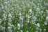 Lavanda albă - Lavandula angustifolia 'Edelweiss' - DocaPerene