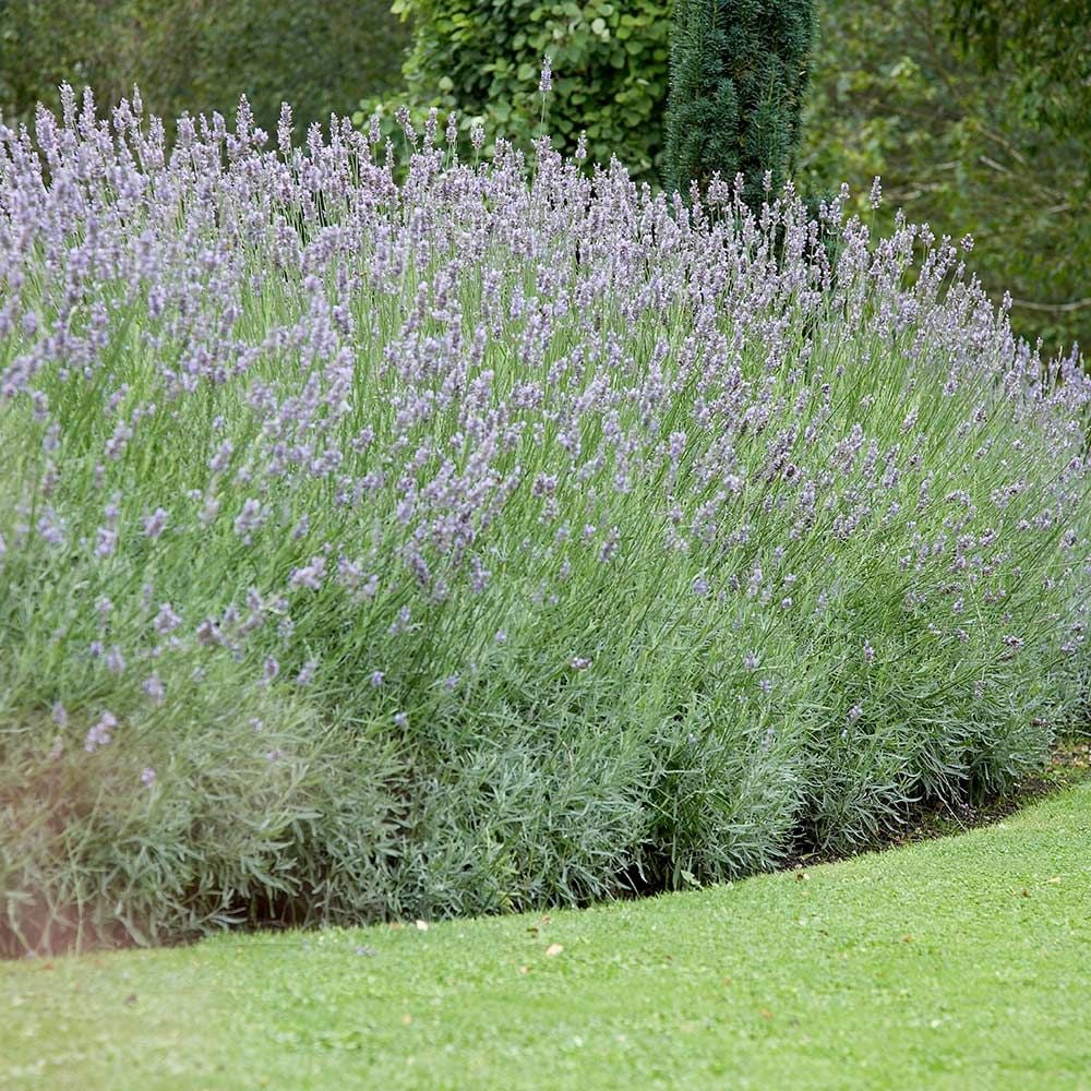 Lavanda Grosso - Lavandula x intermedia 'Grosso' - DocaPerene