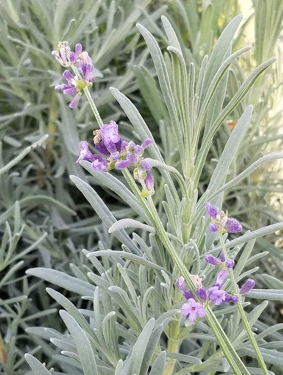 Lavanda Grosso - Lavandula x intermedia 'Grosso' - DocaPerene