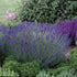 Lavanda Hidcote Blue - Lavandula angustifolia Hidcote Blue - DocaPerene