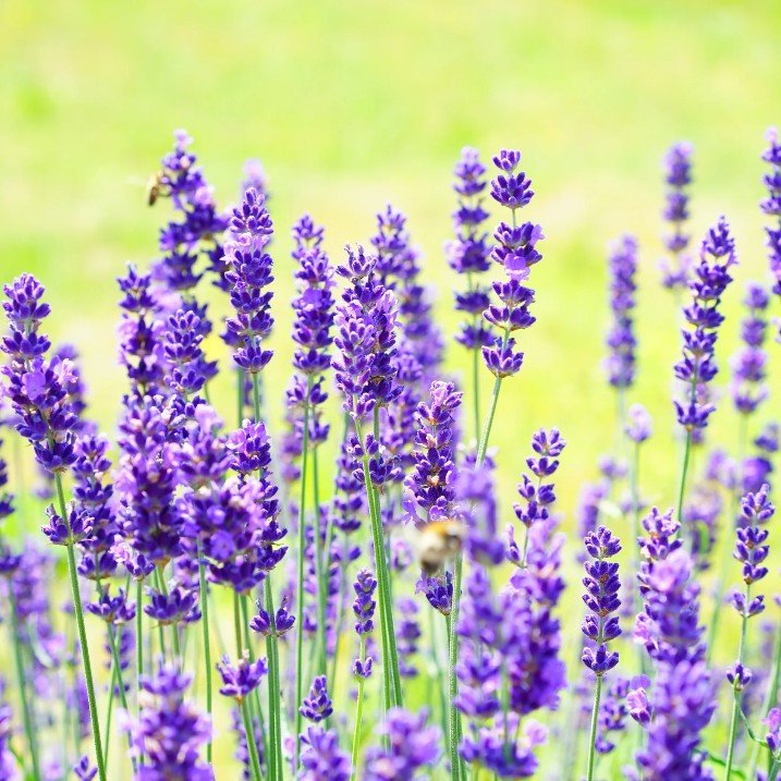 Lavanda Hidcote Blue - Lavandula angustifolia Hidcote Blue - DocaPerene