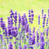 Lavanda Hidcote Blue - Lavandula angustifolia Hidcote Blue - DocaPerene