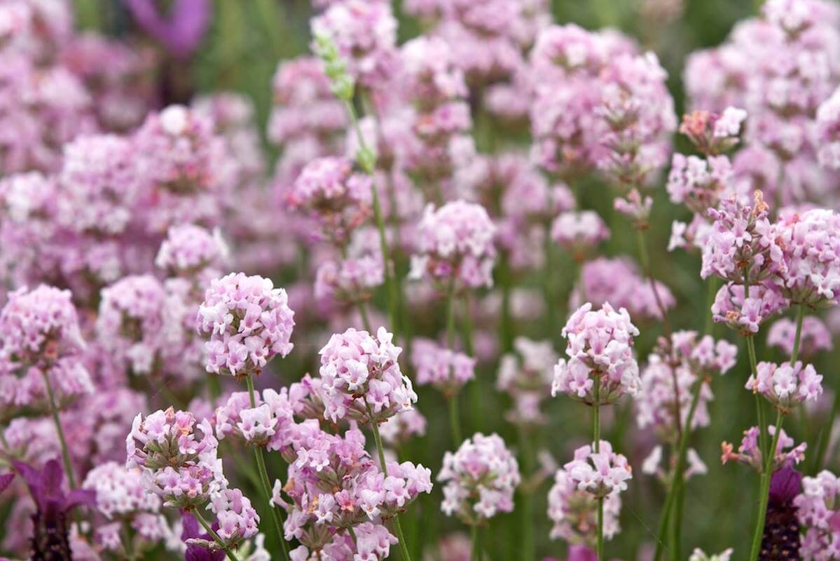 Lavanda roz - Lavandula angustifolia 'Rosea' - DocaPerene