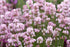 Lavanda roz - Lavandula angustifolia 'Rosea' - DocaPerene