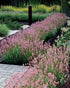 Lavanda roz - Lavandula angustifolia 'Rosea' - DocaPerene