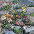 Levisia - Lewisia cotyledon Elise - DocaPerene