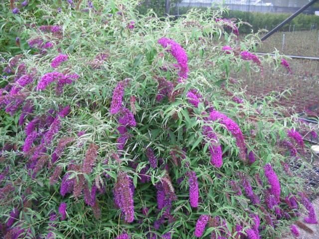 Liliac de vară - Buddleja davidii Nanho Purple - DocaPerene