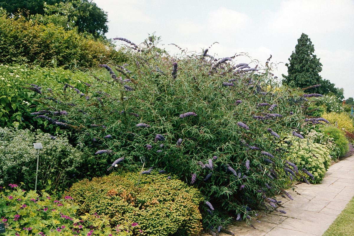 Liliac de vară Nanho Blue - Buddleja davidii 'Nanho Blue' - DocaPerene