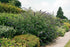 Liliac de vară Nanho Blue - Buddleja davidii 'Nanho Blue' - DocaPerene