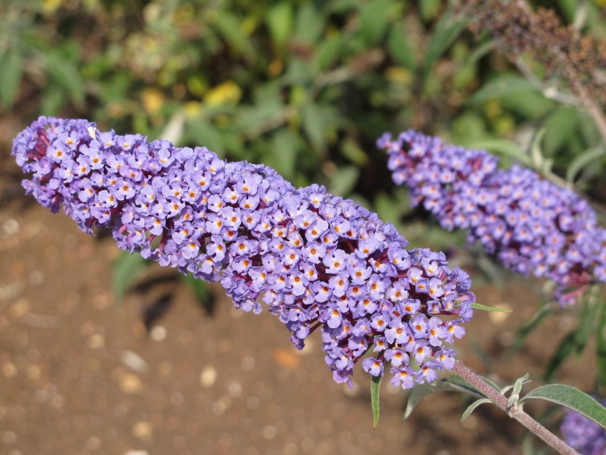 Liliac de vară Nanho Blue - Buddleja davidii 'Nanho Blue' - DocaPerene