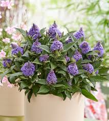 Liliac de vară pitic - Buddleja davidii Little Rockstars Blue - DocaPerene