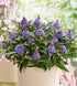 Liliac de vară pitic - Buddleja davidii Little Rockstars Blue - DocaPerene