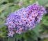 Liliac de vară pitic - Buddleja davidii Little Rockstars Blue - DocaPerene