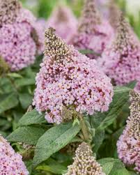 Liliac de vară pitic - Buddleja davidii Little Rockstars Pink - DocaPerene