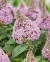 Liliac de vară pitic - Buddleja davidii Little Rockstars Pink - DocaPerene