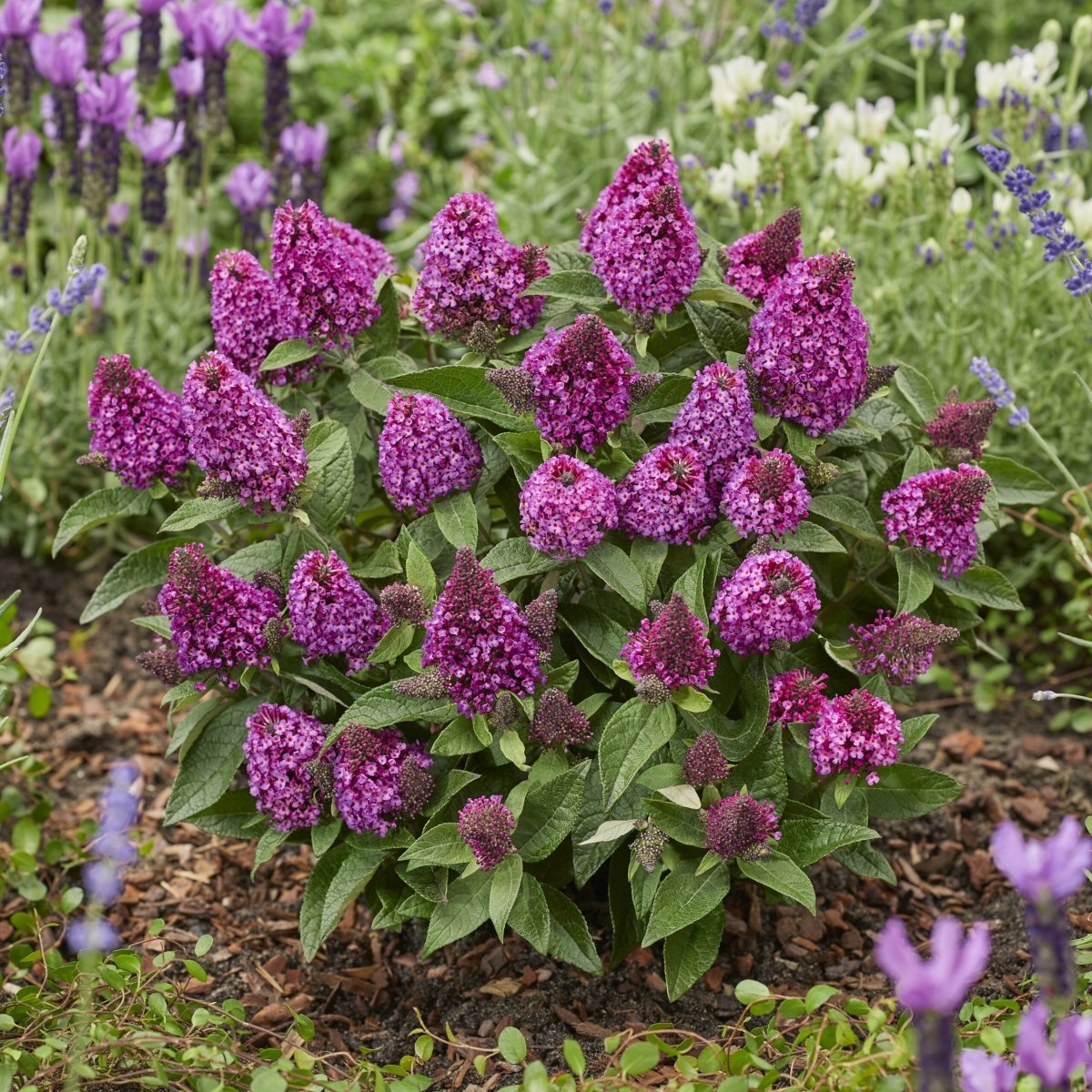 Liliac de vară pitic - Buddleja davidii Little Rockstars Red - DocaPerene