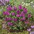 Liliac de vară pitic - Buddleja davidii Little Rockstars Red - DocaPerene