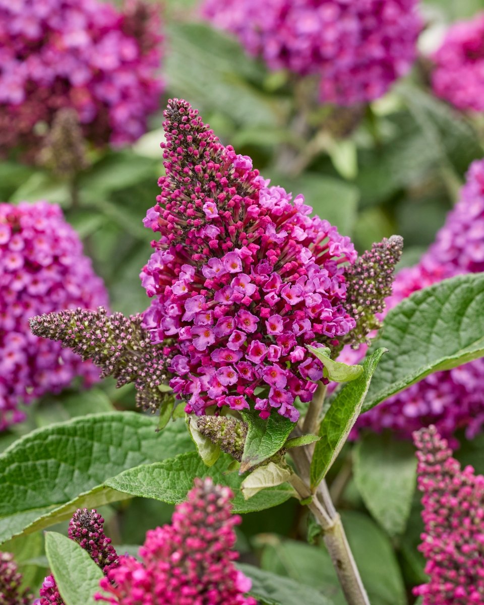 Liliac de vară pitic - Buddleja davidii Little Rockstars Red - DocaPerene