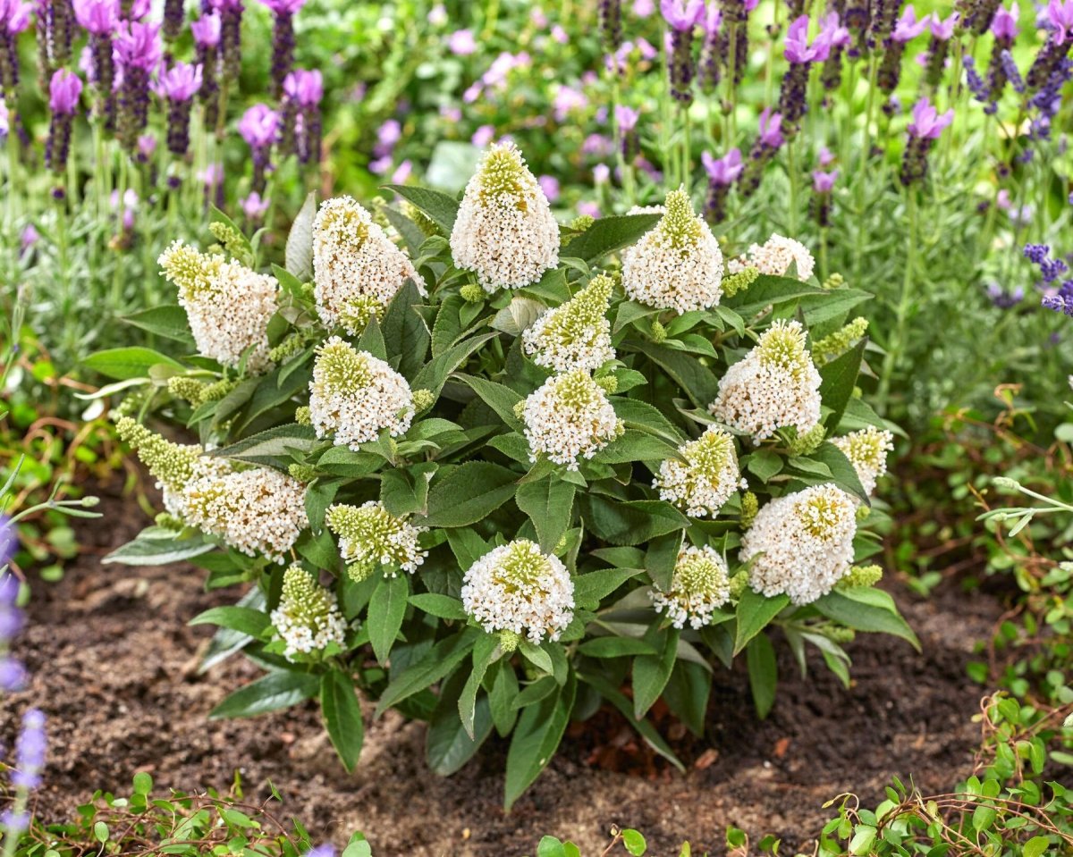 Liliac de vară pitic - Buddleja davidii Little Rockstars White - DocaPerene