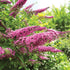 Liliac de vară roz - Buddleja davidii 'Pink Delight' - DocaPerene