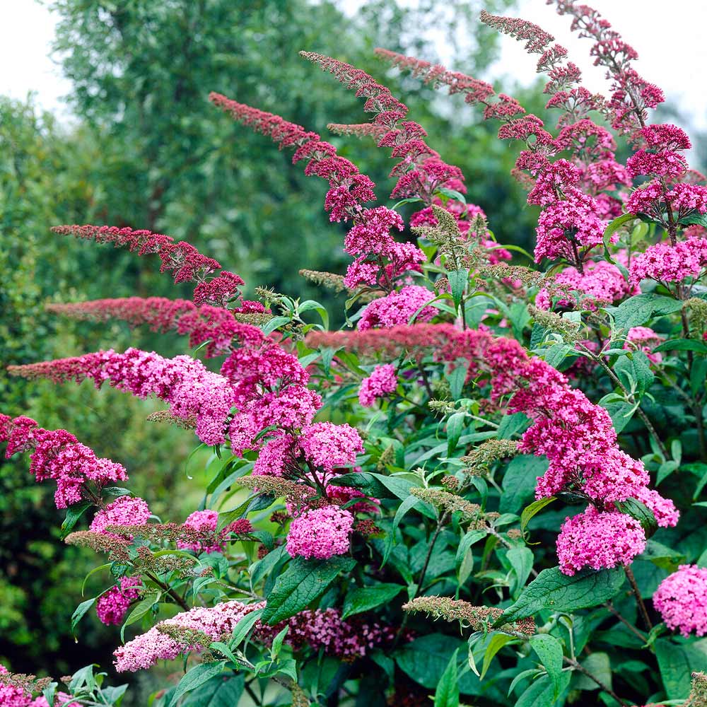 Liliac de vară roz - Buddleja davidii 'Pink Delight' - DocaPerene