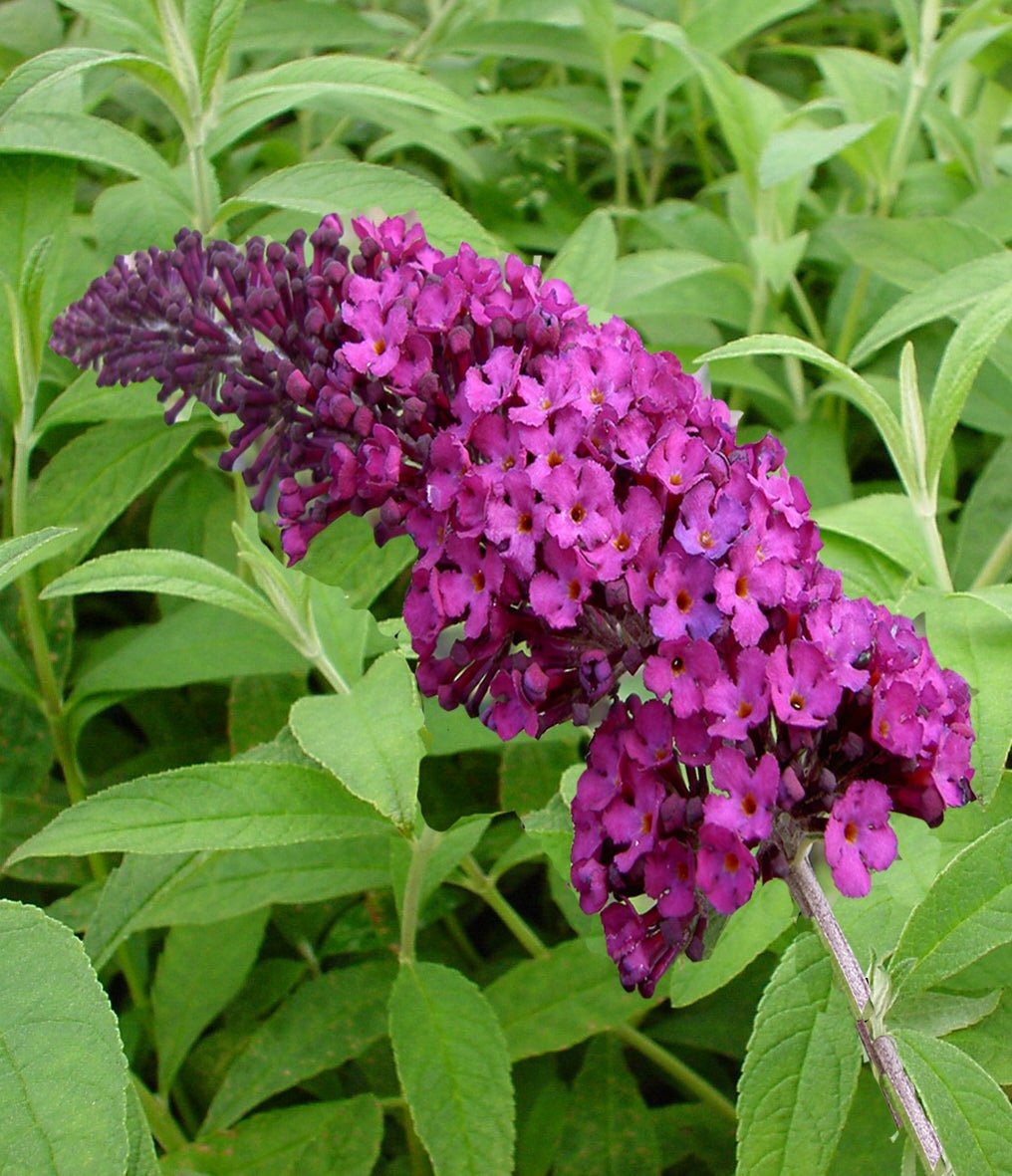 Flora Ria Red Roz Liliac de vară roz intens - Buddleja davidii 'Royal Red' – DocaPerene