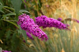 Liliac de vară roz intens - Buddleja davidii 'Royal Red' - DocaPerene