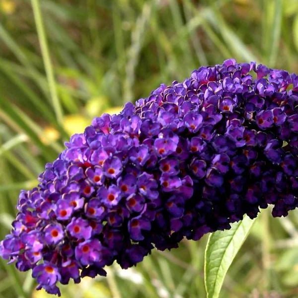 Liliac de vară violet - Buddleja davidii Black Knight - DocaPerene