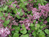 Liliac pitic - Syringa meyeri 'Palibin' - DocaPerene