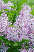 Liliac pitic - Syringa meyeri 'Palibin' - DocaPerene