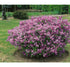 Liliac pitic - Syringa meyeri 'Palibin' - DocaPerene