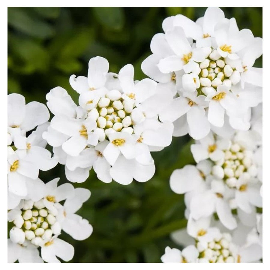 Lilicel - Iberis sempervirens 'Schneeflocke' - DocaPerene