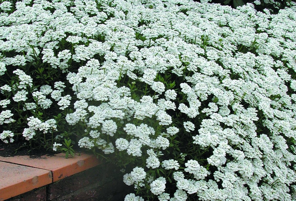 Lilicel - Iberis sempervirens 'Schneeflocke' - DocaPerene