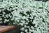 Lilicel - Iberis sempervirens 'Schneeflocke' - DocaPerene