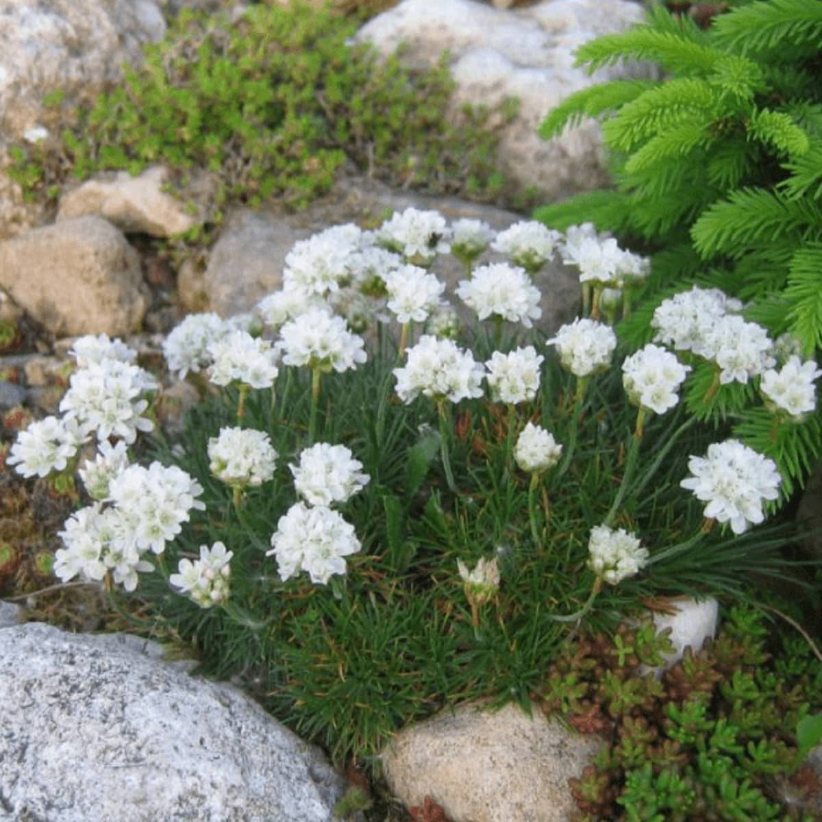 Limba peștelui alb - Armeria maritima Abbey White - DocaPerene
