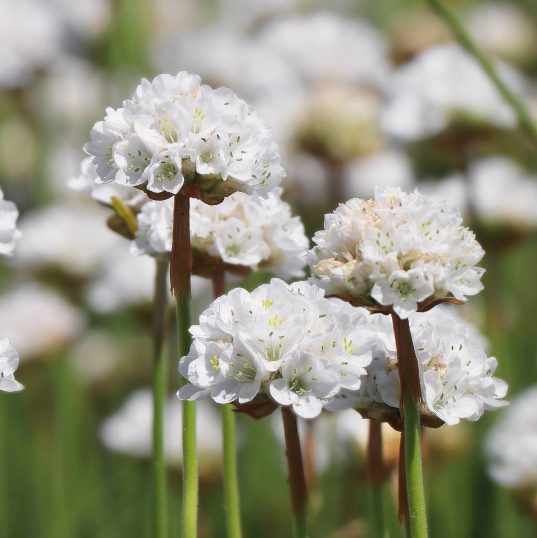 Limba peștelui alb - Armeria maritima Abbey White - DocaPerene