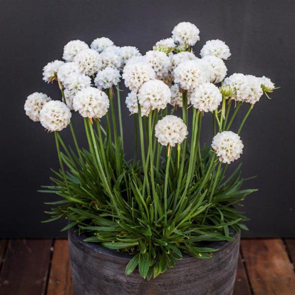 Limba peștelui alb - Armeria pseudoarmeria Ballerina White - DocaPerene
