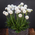 Limba peștelui alb - Armeria pseudoarmeria Ballerina White - DocaPerene