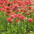 Limba peștelui roșu - Armeria pseudarmeria Ballerina Red - DocaPerene