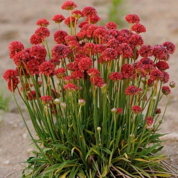 Limba peștelui roșu - Armeria pseudarmeria Ballerina Red - DocaPerene