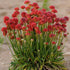 Limba peștelui roșu - Armeria pseudarmeria Ballerina Red - DocaPerene